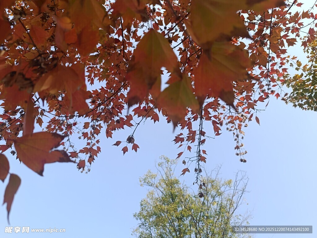 秋日红叶映蓝天