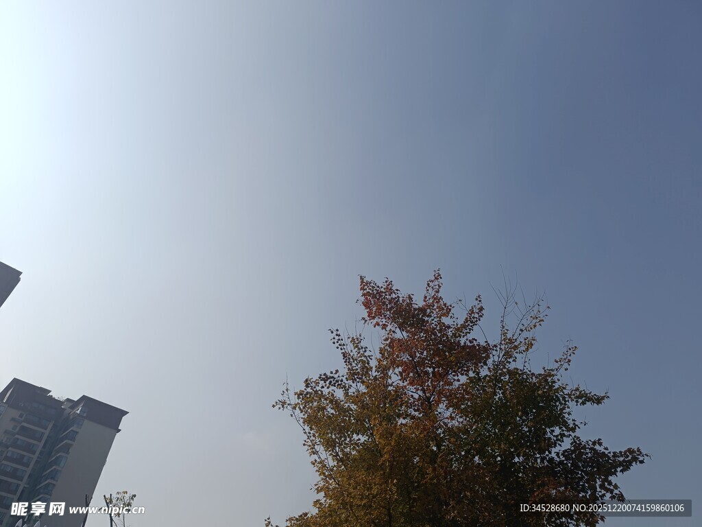 秋日城市树梢与蓝天