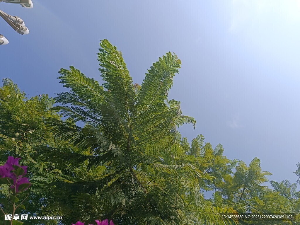 阳光下的葱郁绿植