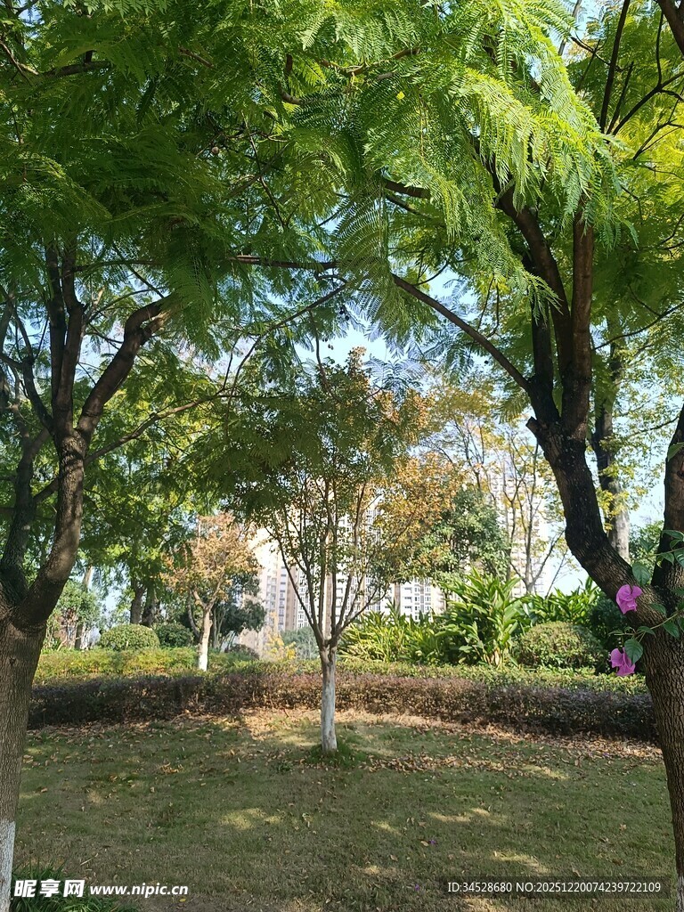 绿树成荫的静谧户外景致