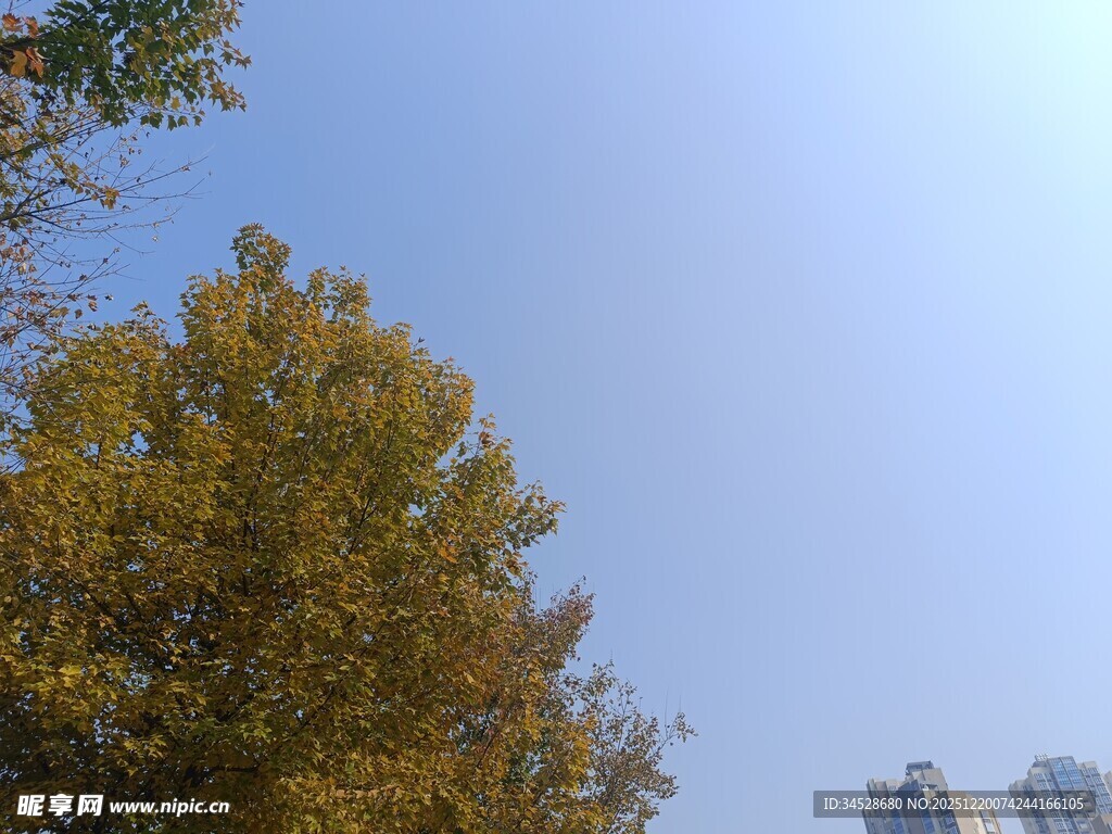 秋日黄叶映蓝天
