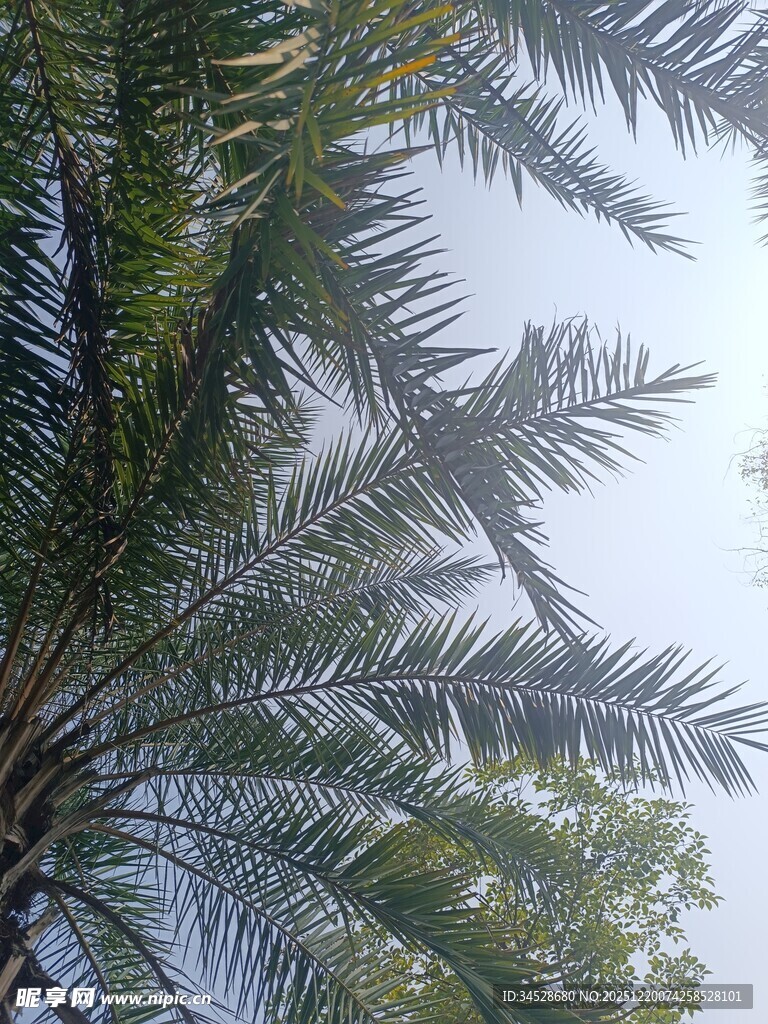 仰视下的繁茂棕榈树