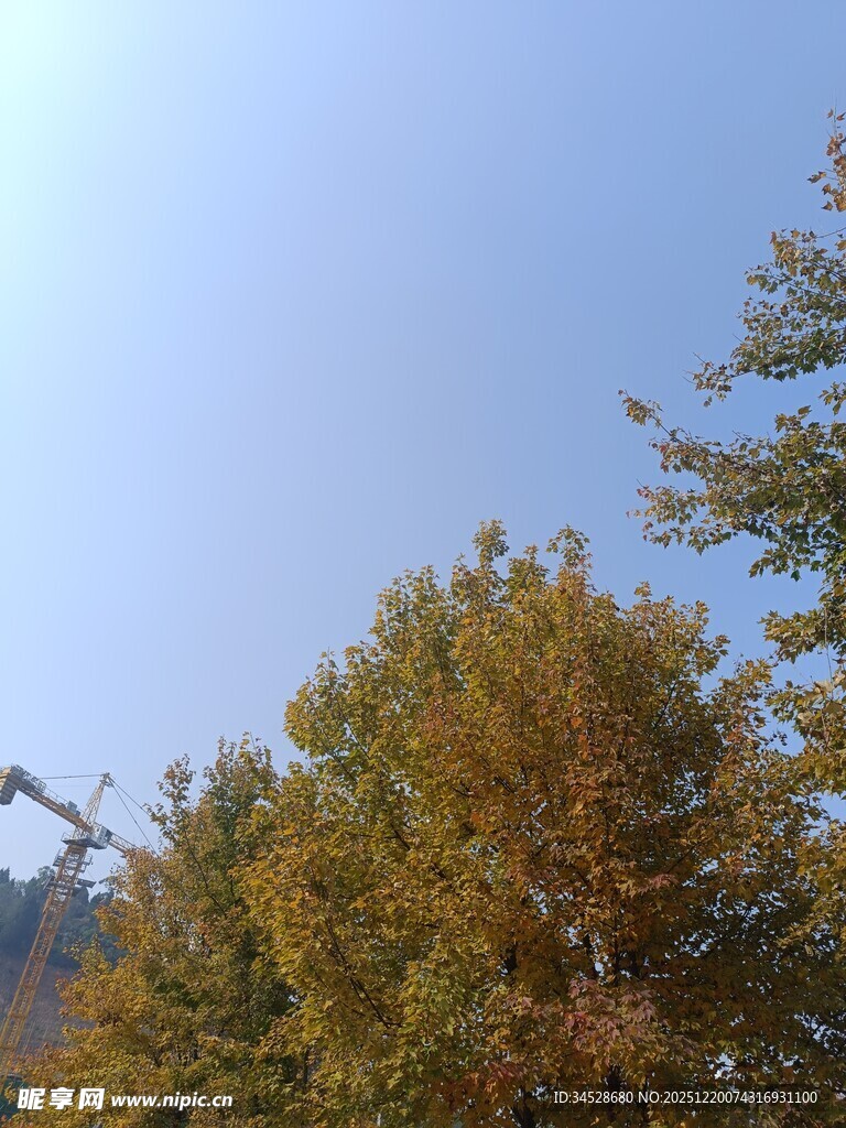 秋日蓝天与树木景致