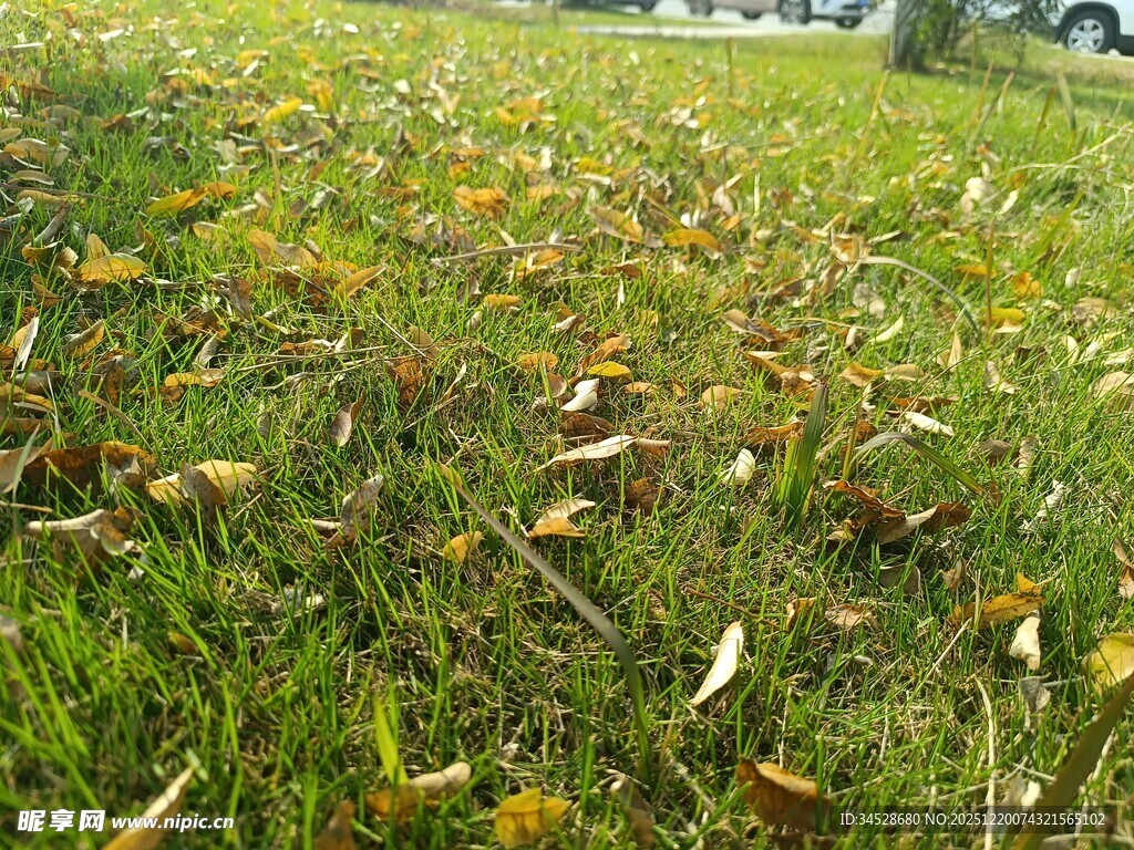 秋日草地散落枯黄树叶