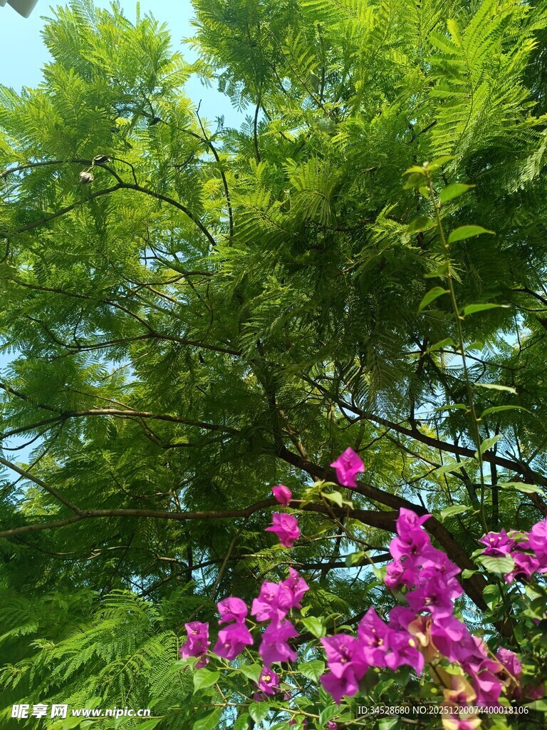 绿叶间绽放的艳丽花朵