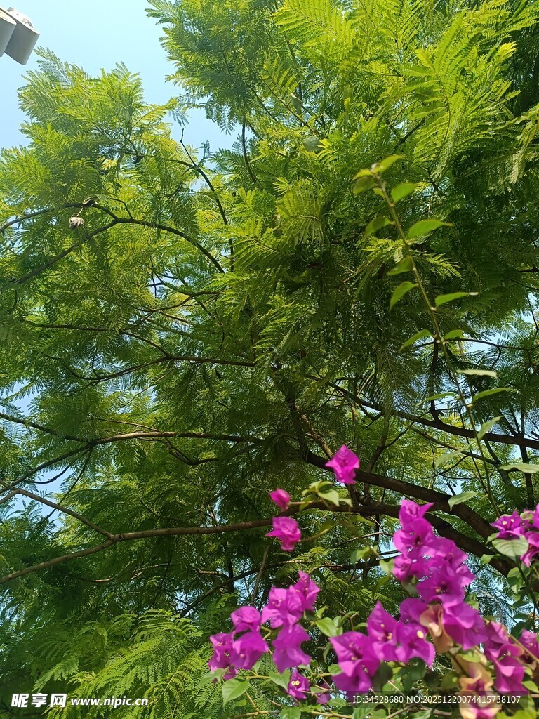 绿叶间绽放的艳丽花朵