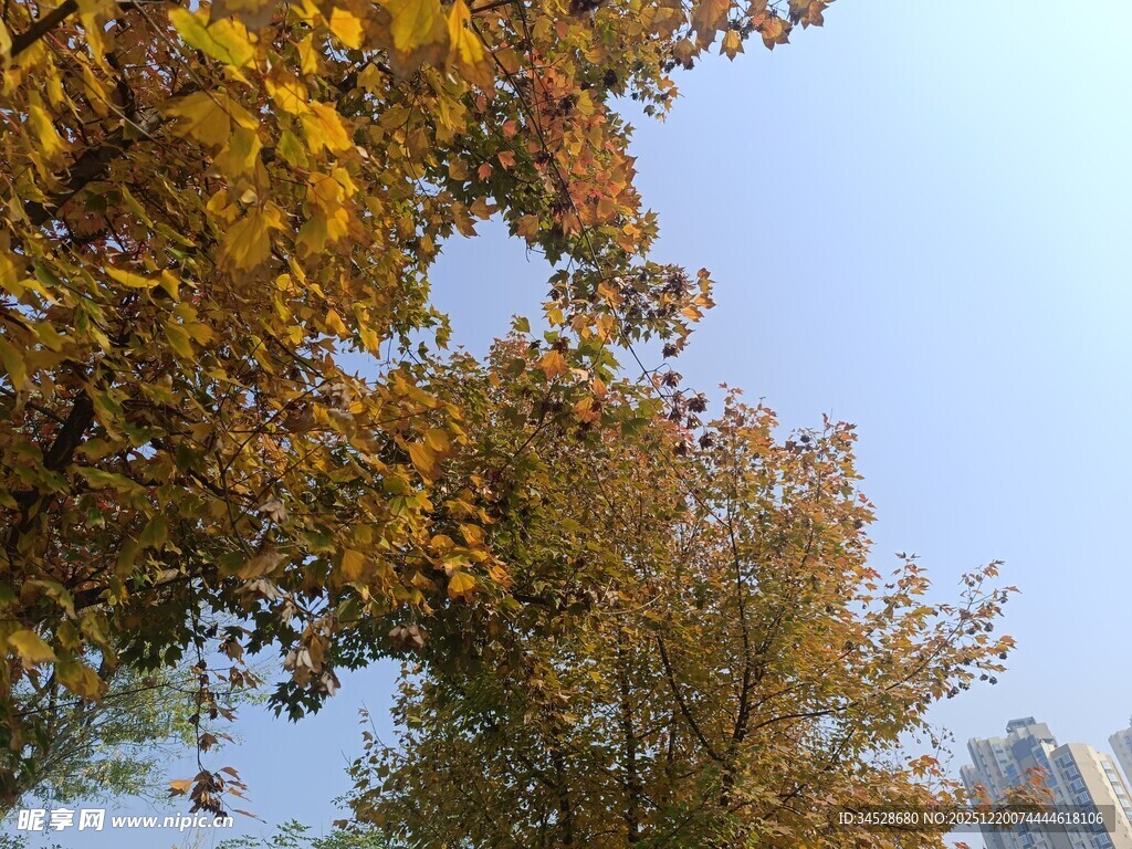 秋日金黄树叶与蓝天