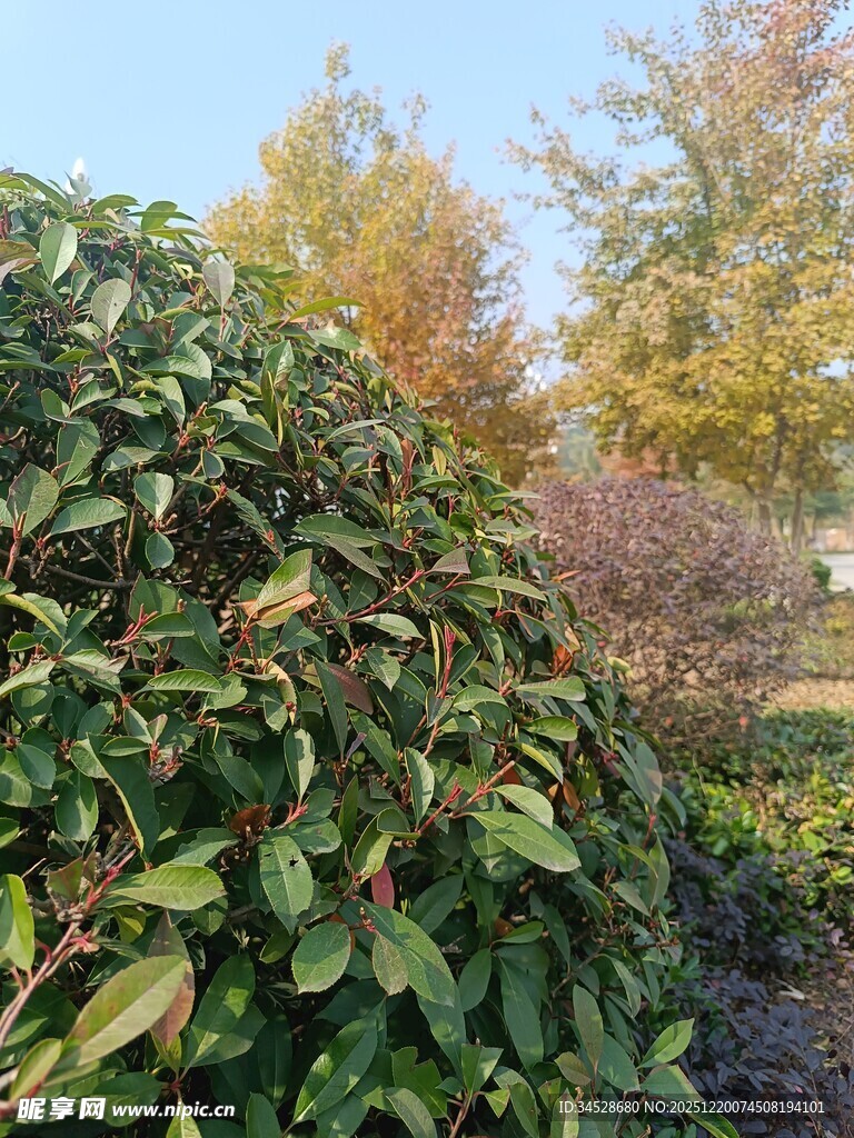 秋日绿植景观