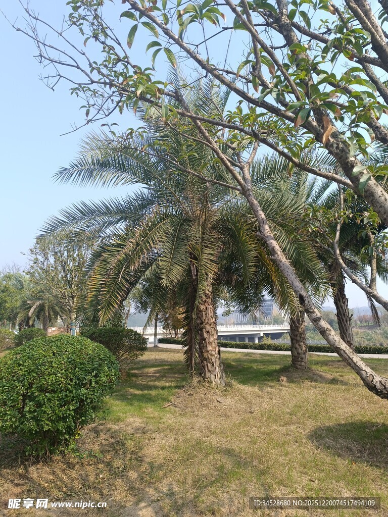 户外棕榈树景观