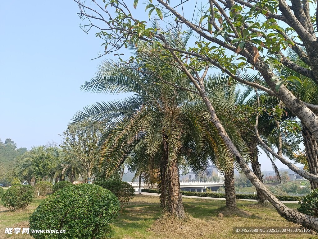 户外园林景观中的棕榈树