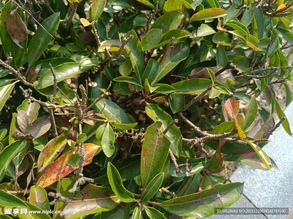 多彩叶片植物特写