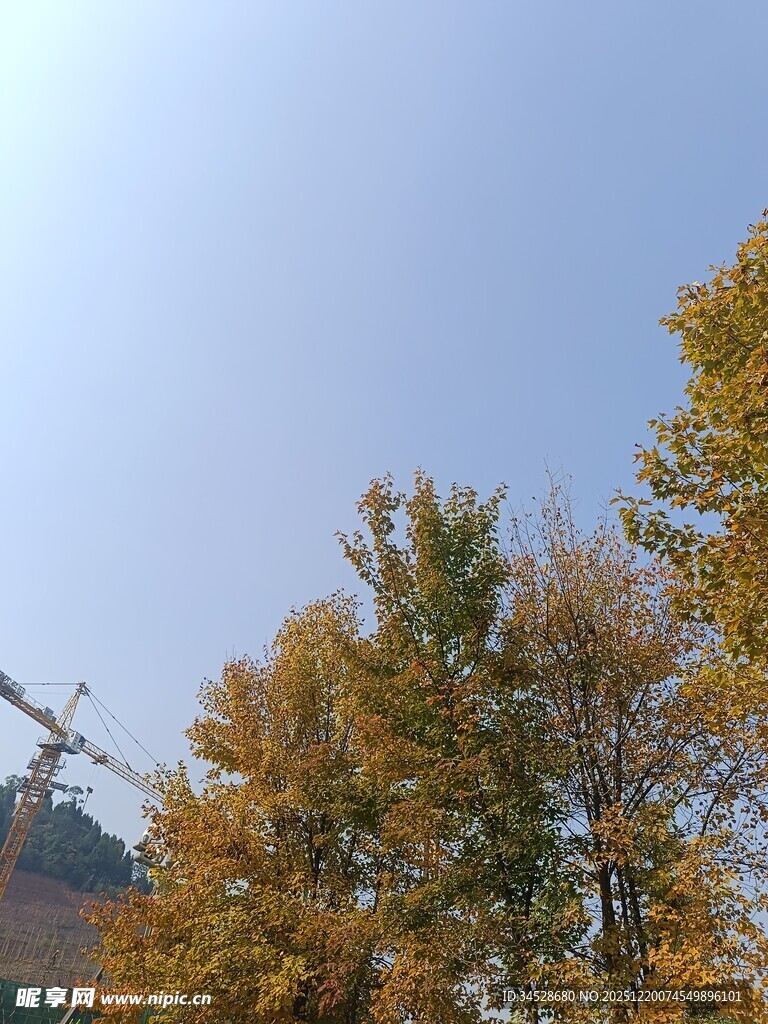 秋日树梢与远处起重机