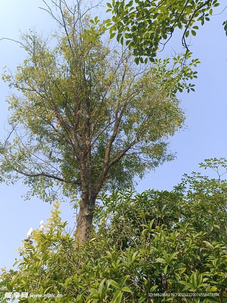 蓝天映衬下的茂盛树木