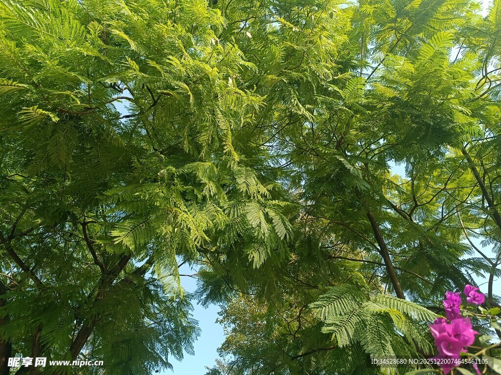 绿叶繁花下的自然景致