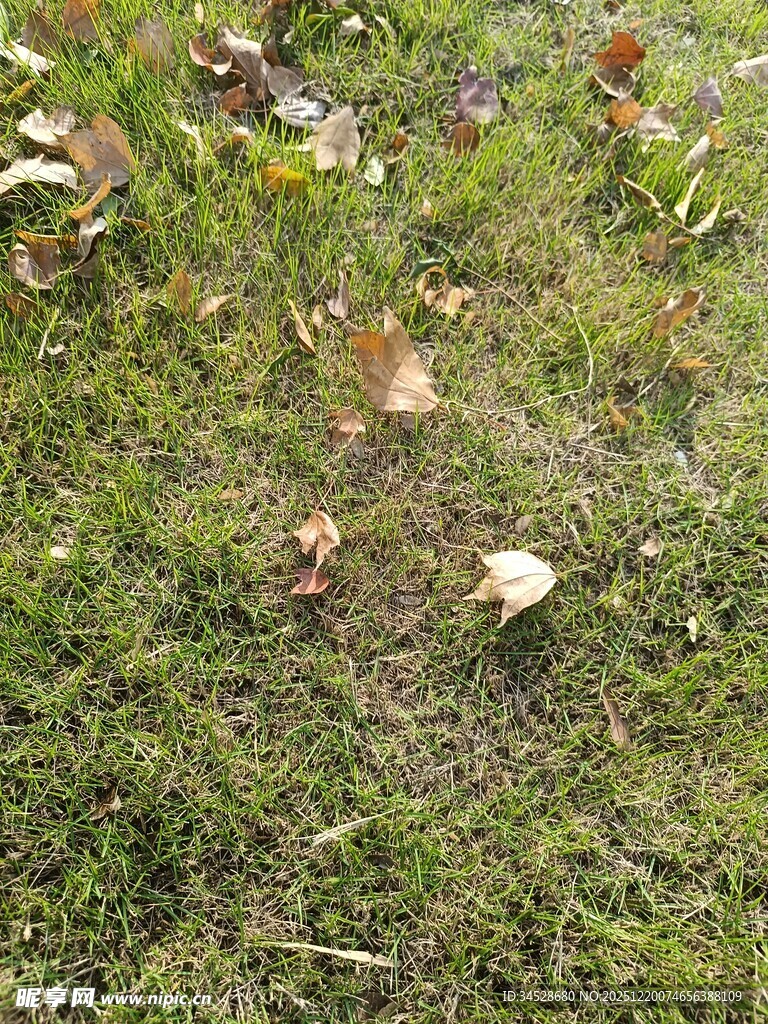 草地上的落叶
