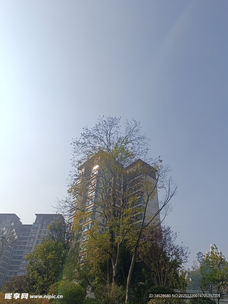 秋日城市中的高楼与树木