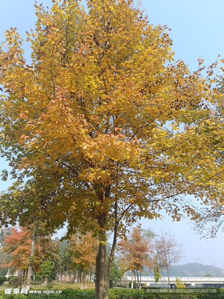 秋日金黄树木风景图