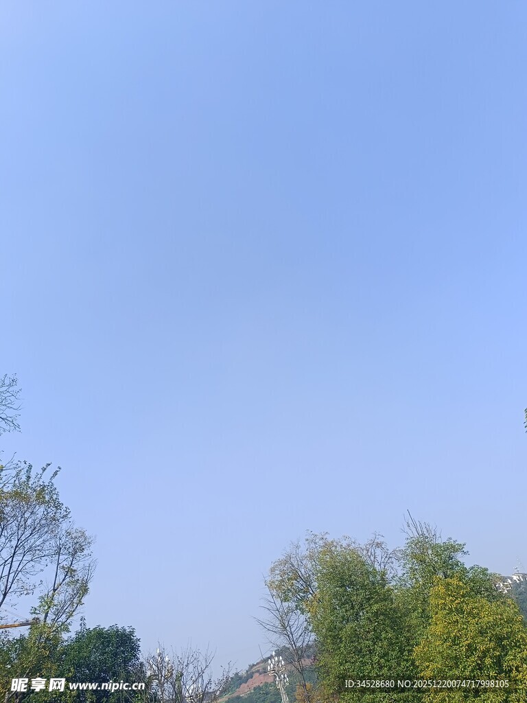 晴朗天空下的葱郁树木