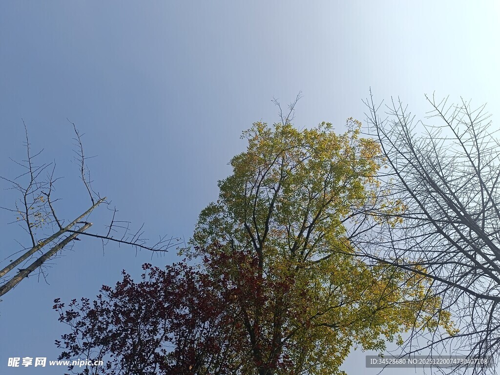 秋日树梢与晴朗蓝天