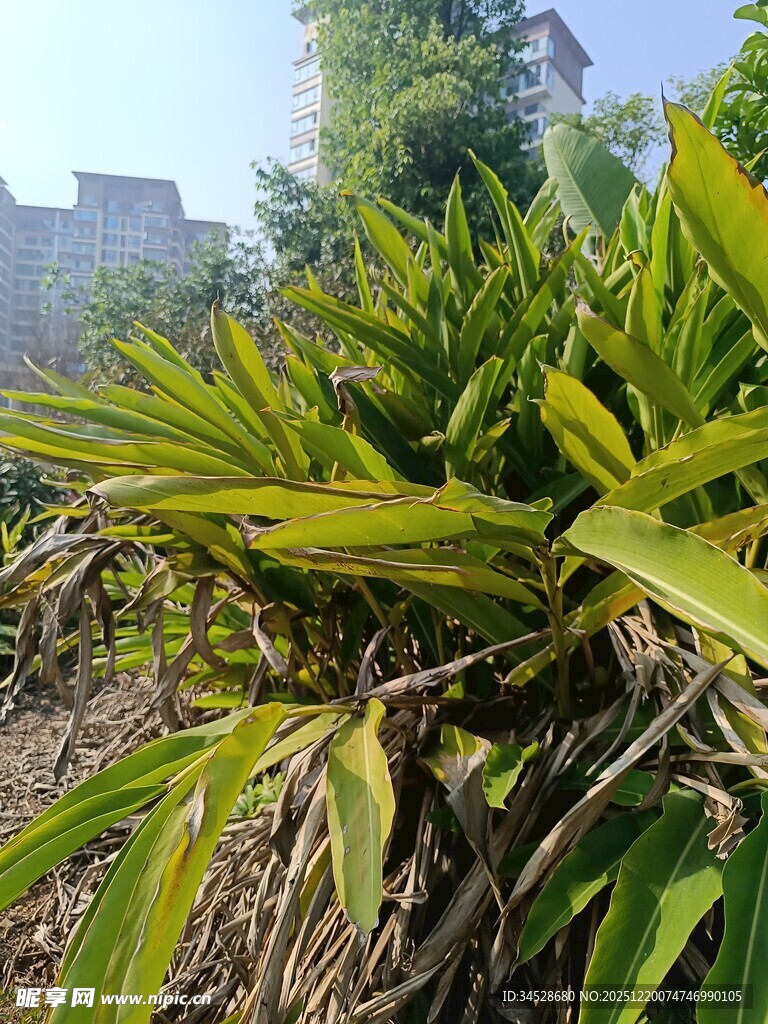 翠绿丛生的植物景观