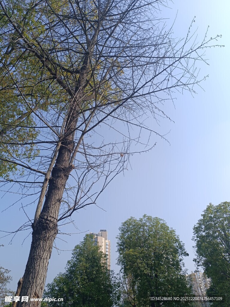 光秃树干与远处绿树