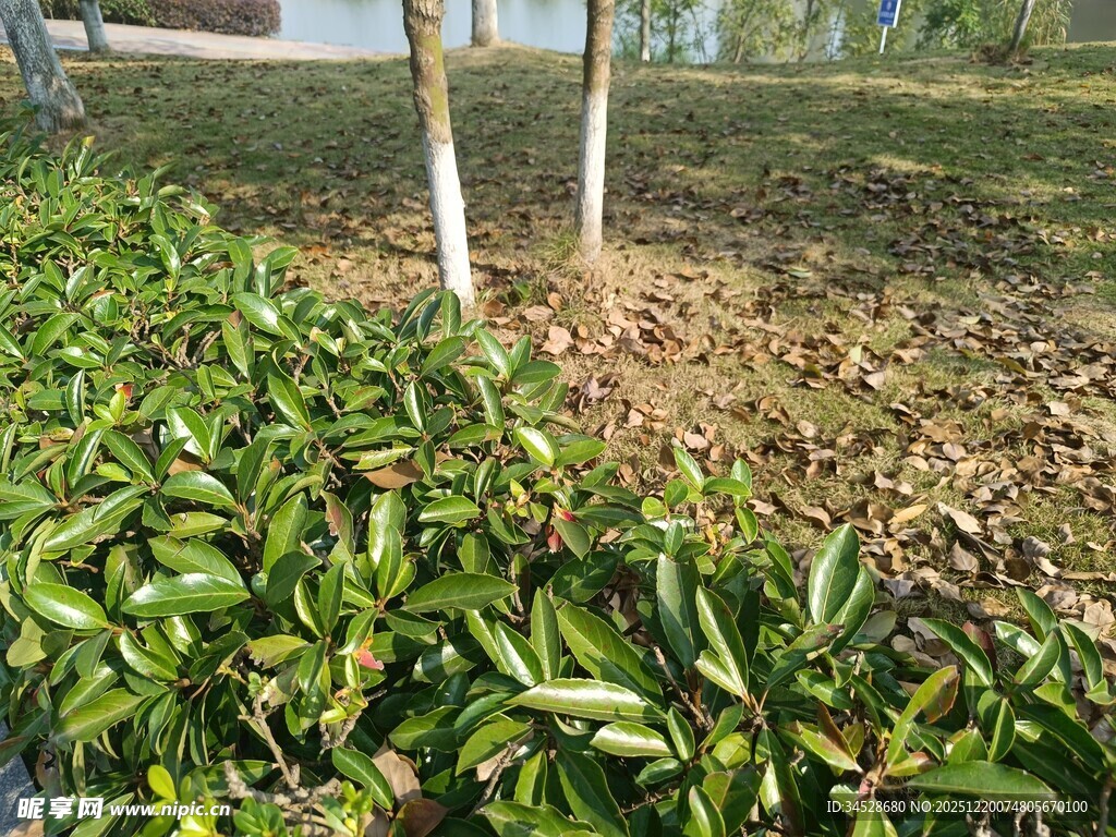 绿叶簇拥下的树木景观