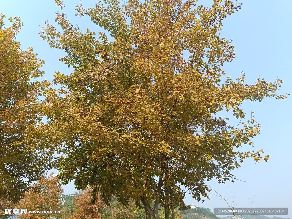 秋日金黄树木风景