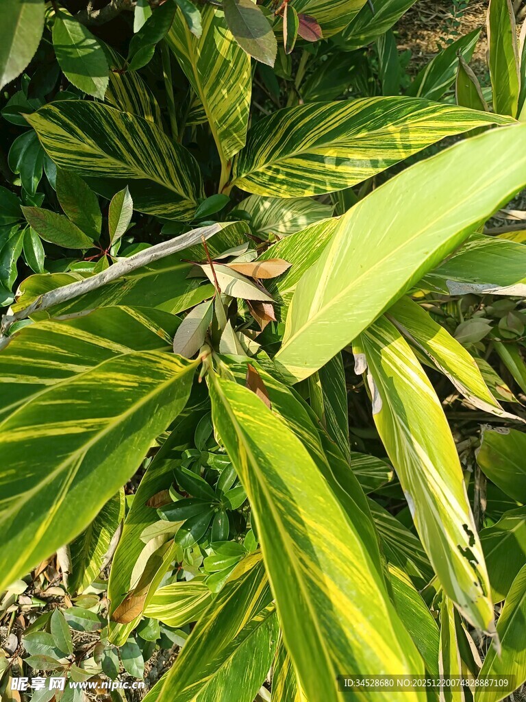 黄绿相间的斑斓叶片