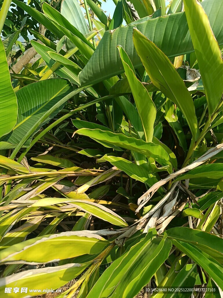 翠绿斑斓的热带植物叶片