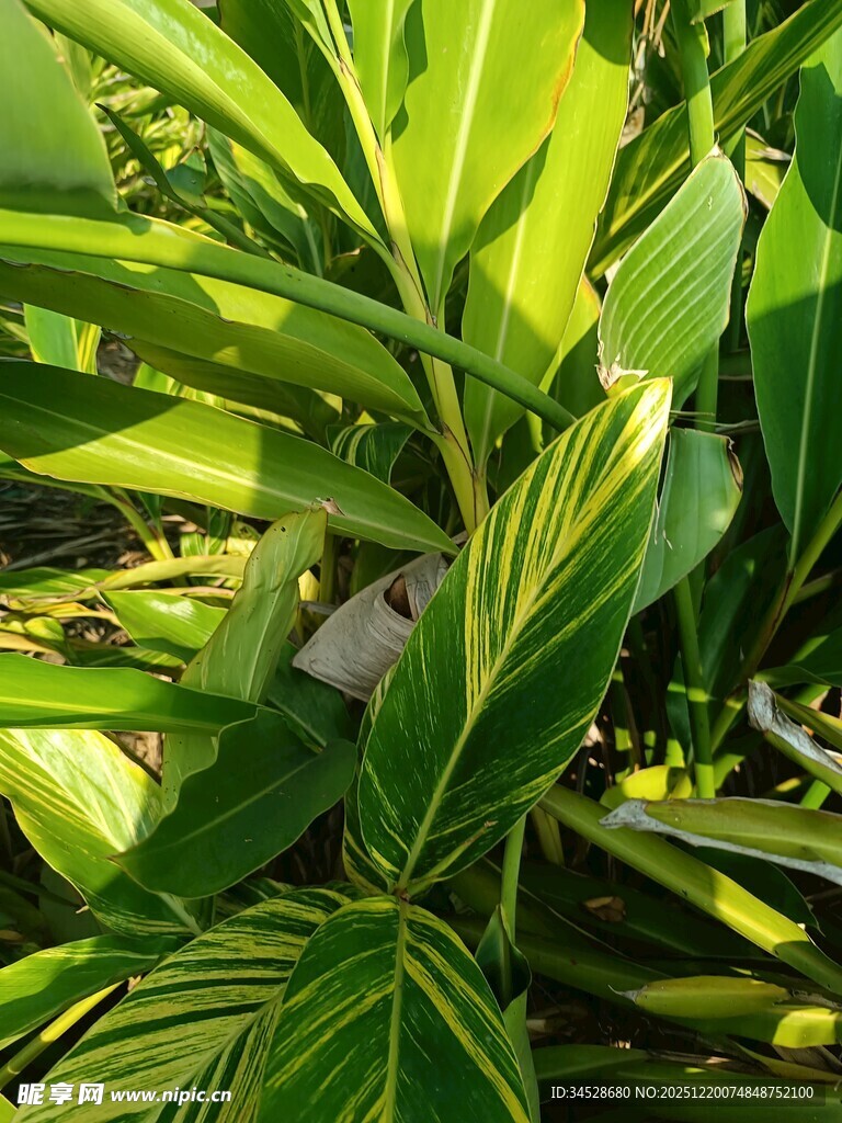 翠绿斑斓的热带植物叶片