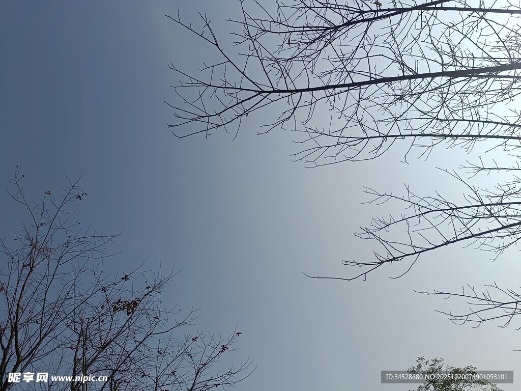 冬日树枝与晴朗天空
