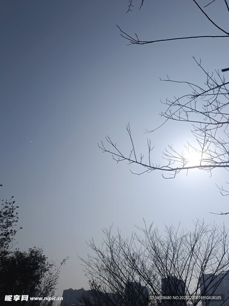 冬日树梢间的暖阳景象