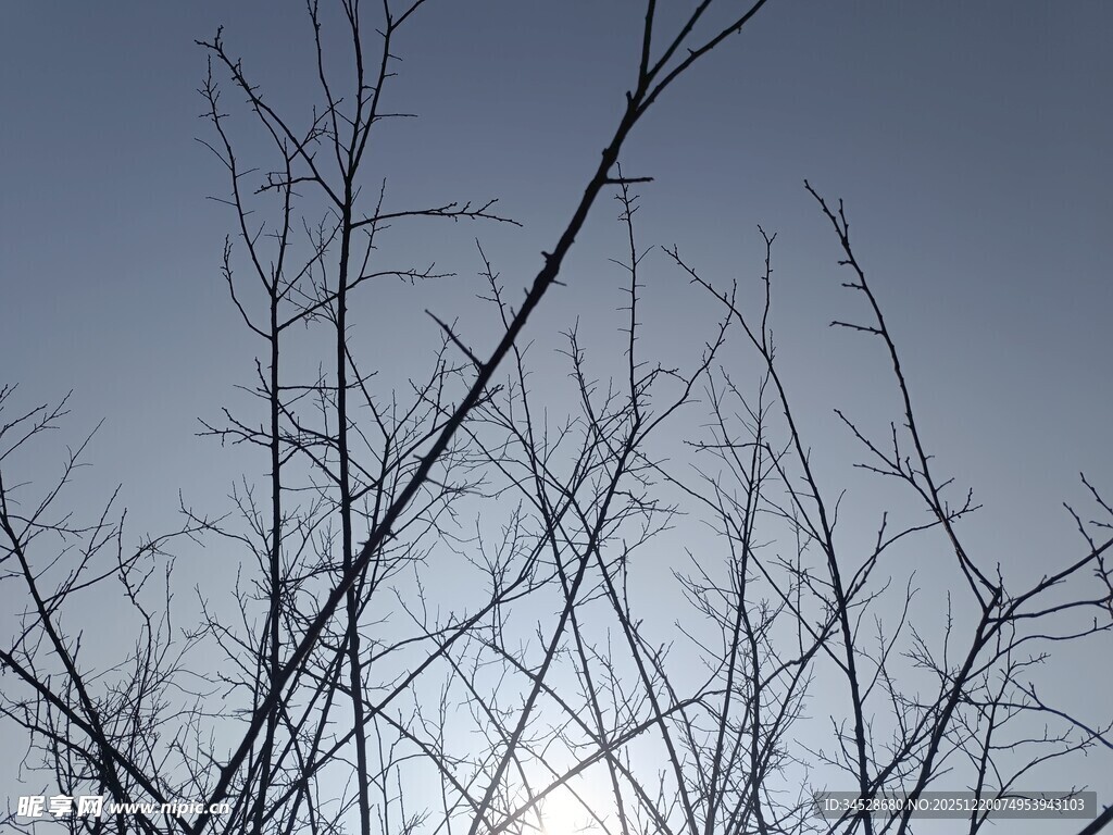 冬日枯树枝干与天空
