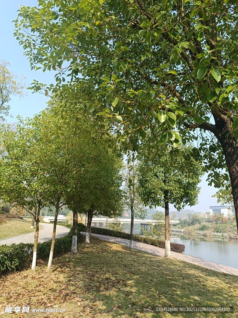 湖畔绿树成荫的静谧景致