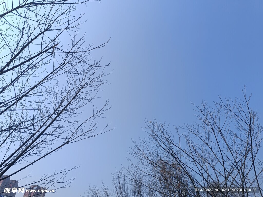 冬日蓝天与光秃树枝