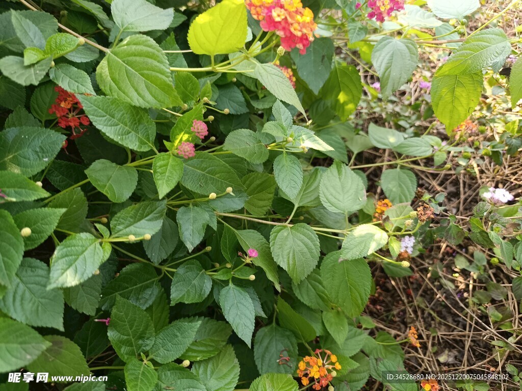 绿叶间的多彩果实