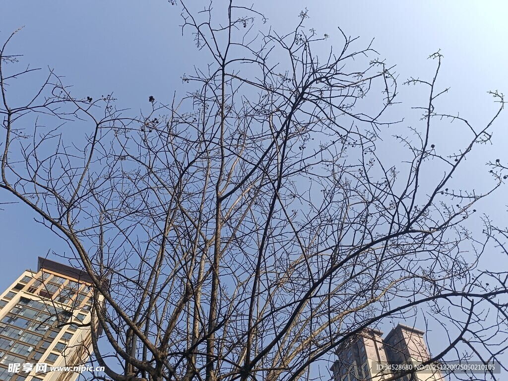 冬日枯树与高楼