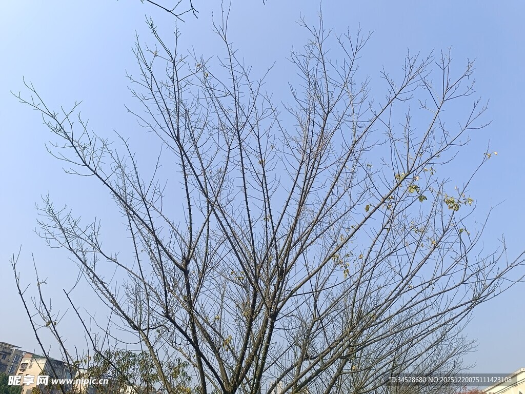 冬日光秃树木景象