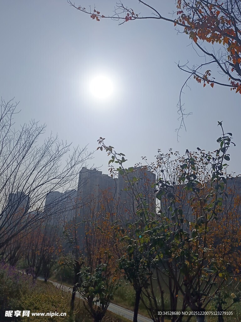 冬日暖阳下的城市树木景观