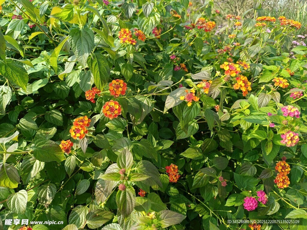 多彩花卉绽放于绿叶间