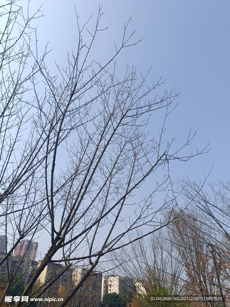 冬日枯树与远处建筑