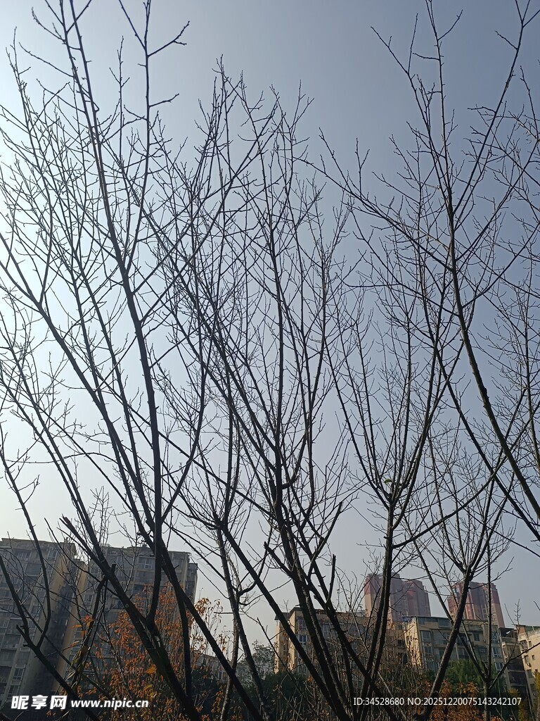 冬日无叶树枝景象