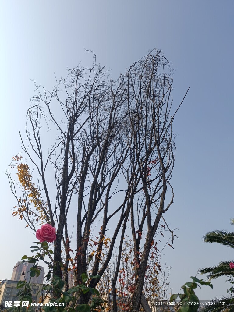 枯树挺立蓝天之下