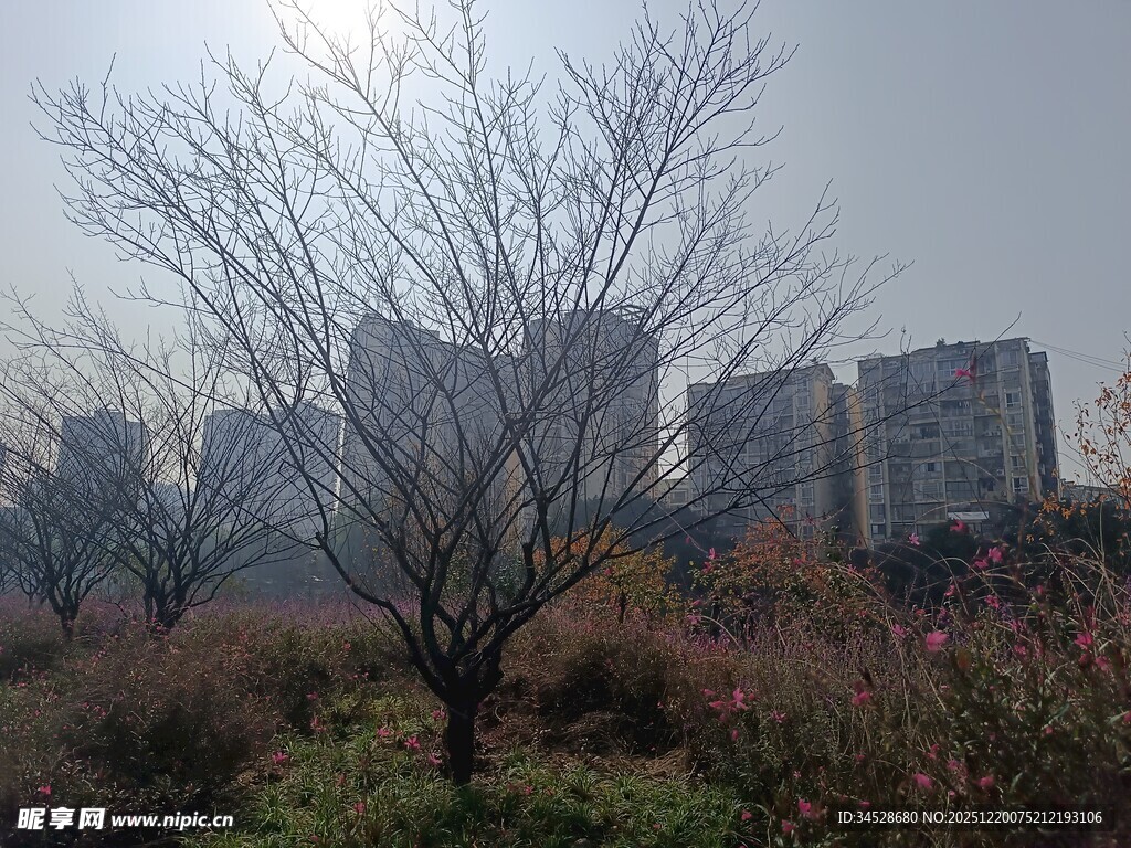 冬日城郊萧瑟树木景观