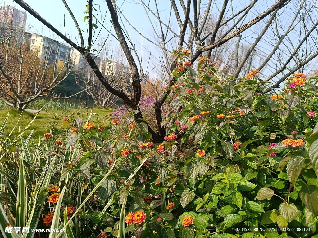 冬日花园里的多彩植物