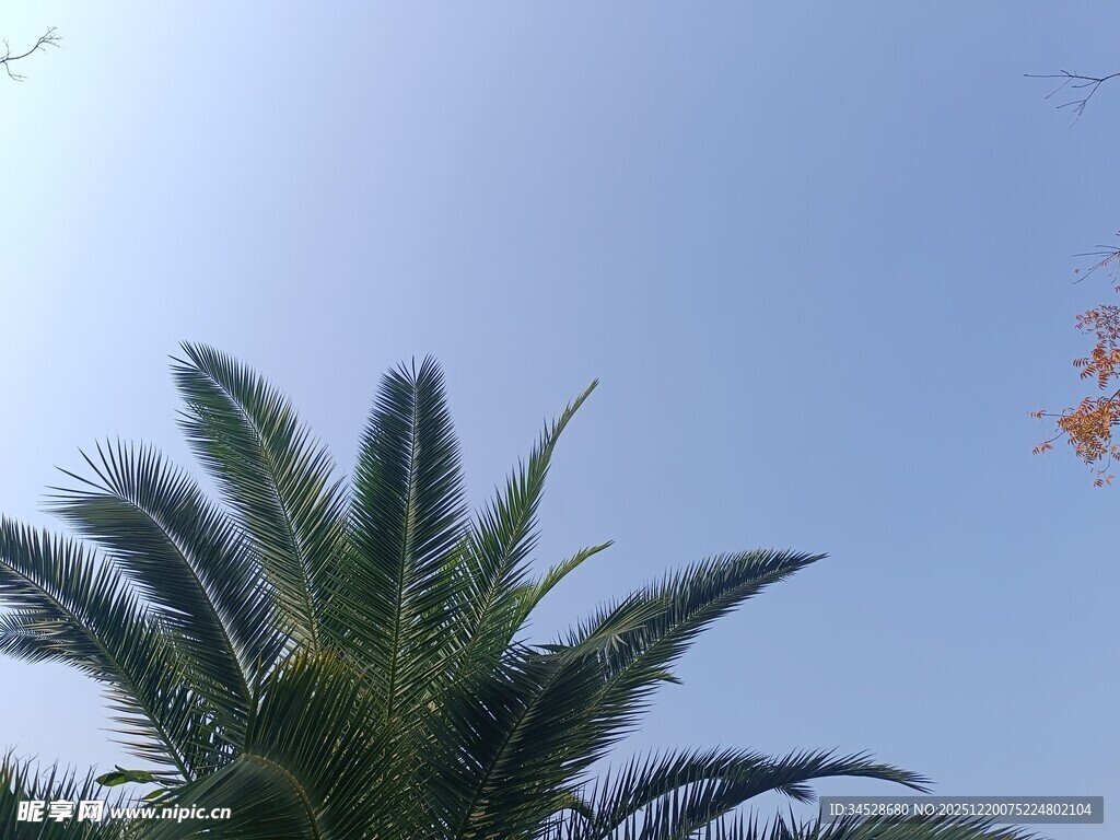 蓝天之下的棕榈树顶