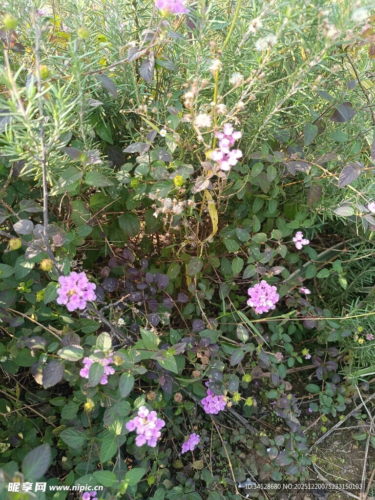 野外绽放的多彩小花