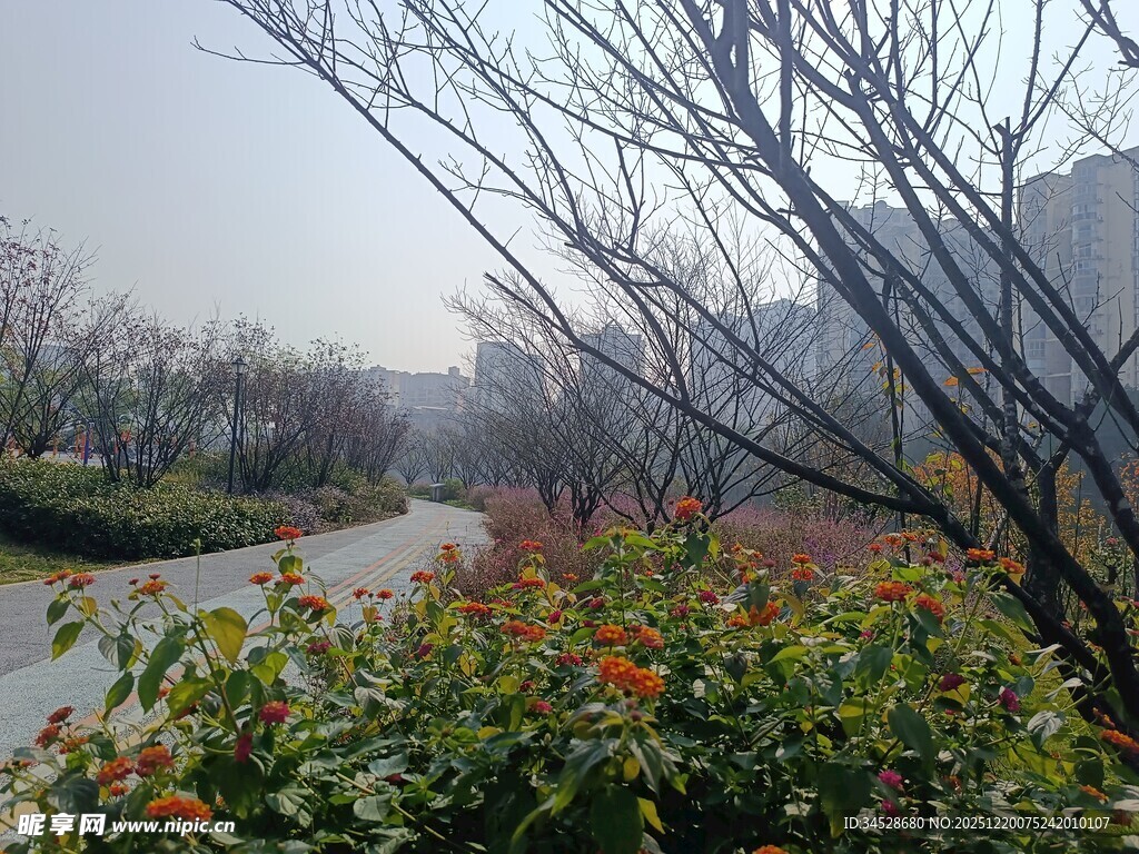 城市路边繁花绿植景观