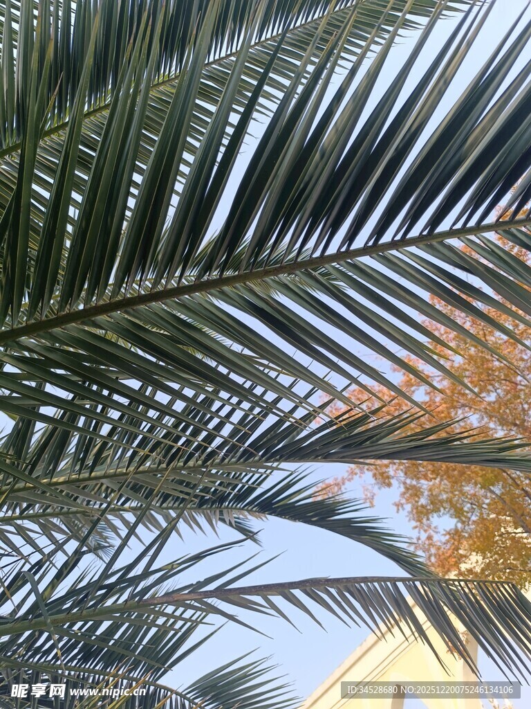 仰视下的棕榈树叶