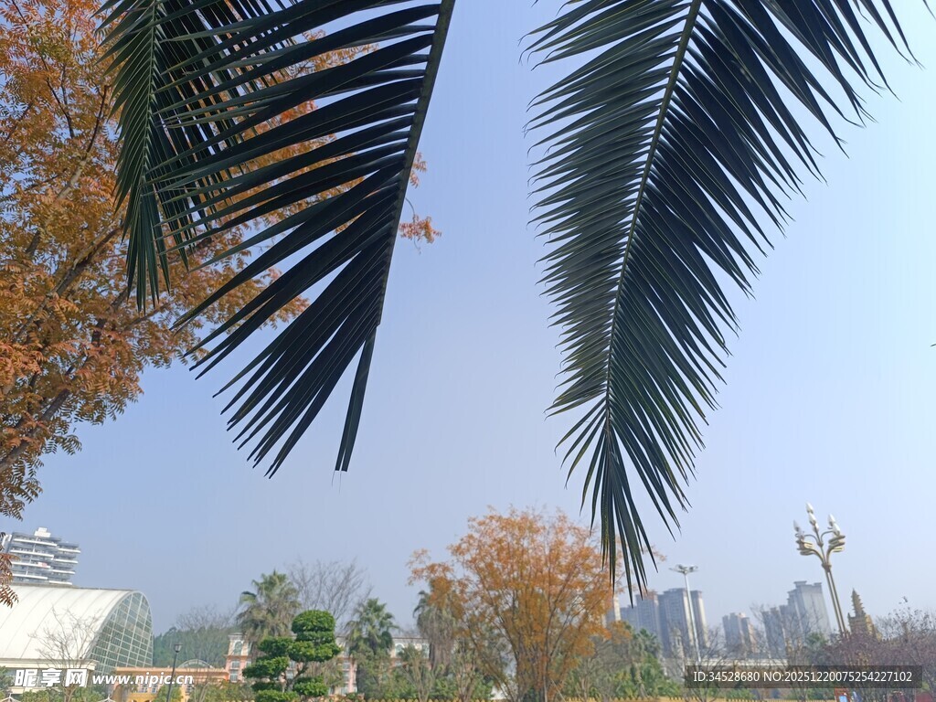 棕榈叶下的城市景致